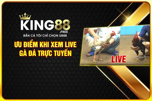 Ưu điểm khi xem live gà đá trực tuyến Ưu điểm khi xem live gà đá trực tuyến